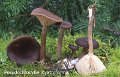 Pseudoclitocybe cyathiformis-amf444